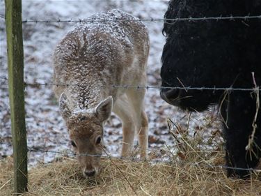 Ondertussen, in het Hageven - Pelt