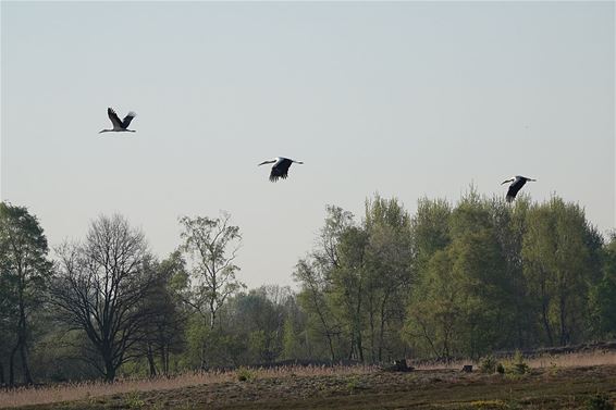 Ondertussen, in het Hageven... - Pelt