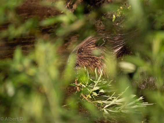 Ondertussen, in het Hageven... - Pelt