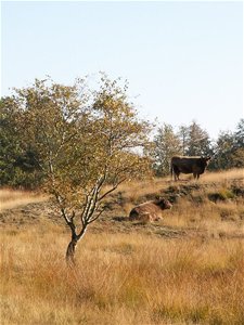 Ondertussen, in het Hageven... - Neerpelt