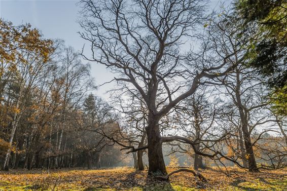 Ondertussen, in het Hobos... - Overpelt