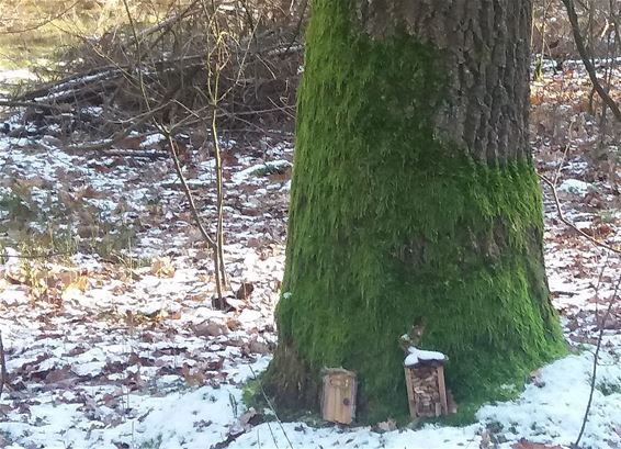 Ondertussen, in het Kolisbos... - Neerpelt