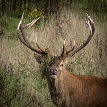 Ondertussen, in het Weerterbos... - Hamont-Achel