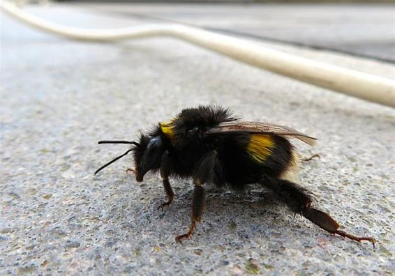 Ondertussen, in Lindel-Hoeven... - Overpelt