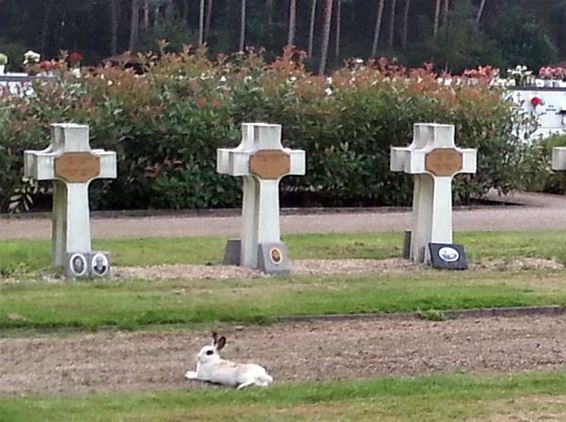 Ondertussen, op de begraafplaats... - Neerpelt