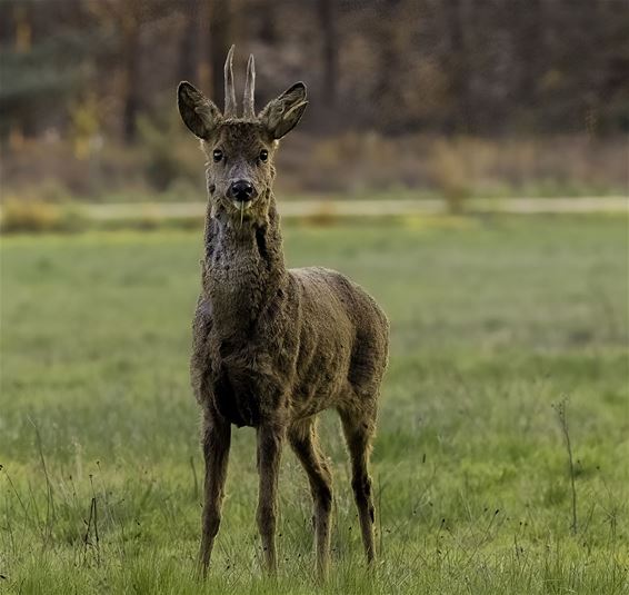 Ondertussen, op de Blekerheide... - Lommel