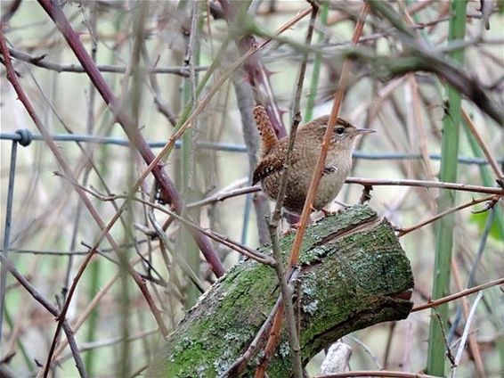 Ondertussen, op de Grote Heide... - Neerpelt