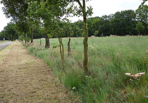 Ondertussen, op de Helchterensedijk... - Peer