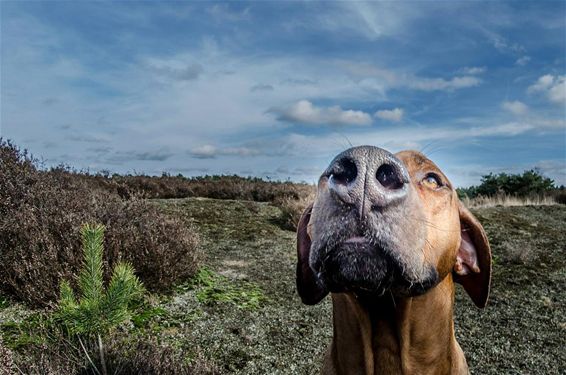 Ondertussen, op de Heuvelse Heide... - Lommel