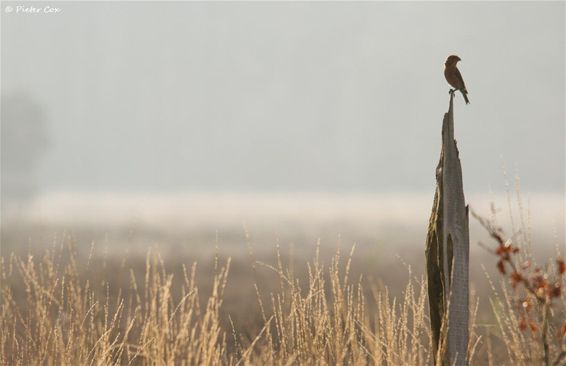 Ondertussen, op de Kattenbosserheide... - Lommel