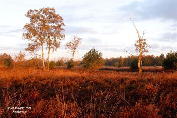 Ondertussen, op de Leenderheide... - Hamont-Achel