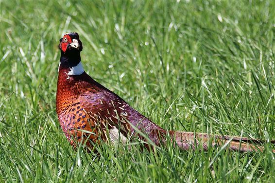 Ondertussen, op Grote Heide... - Neerpelt