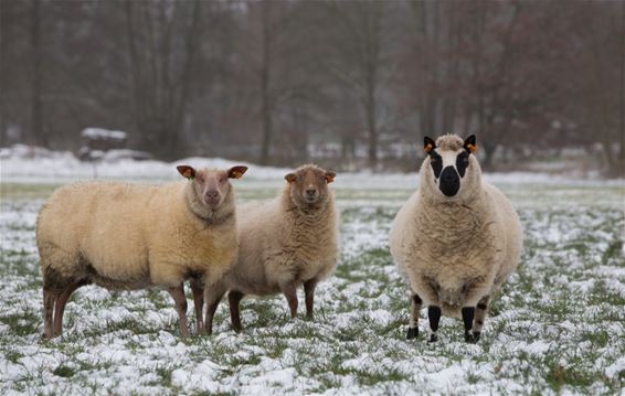 Ondertussen, op 't Hènt... - Pelt