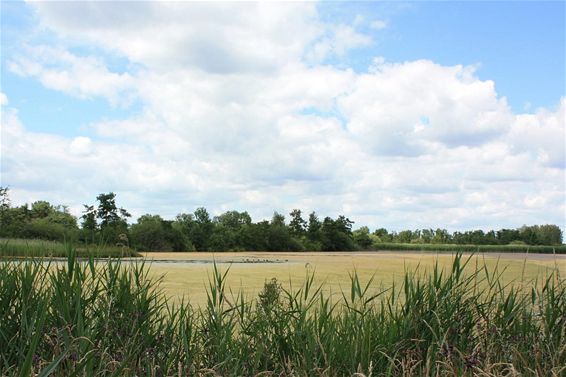 Ondertussen, op het Hageven... - Neerpelt