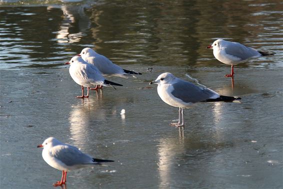 Ondertussen, op het kanaal... - Neerpelt