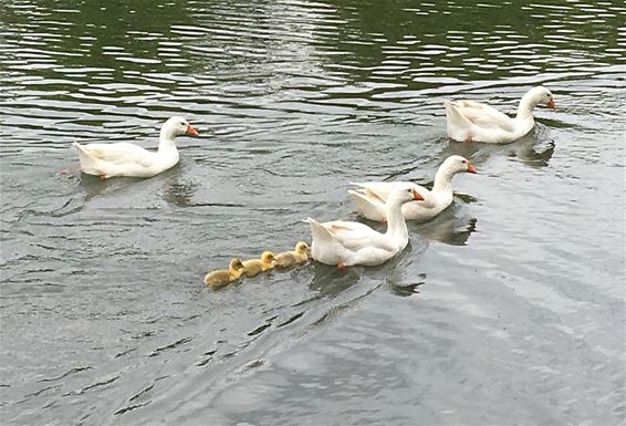 Ondertussen, op het kanaal... - Neerpelt