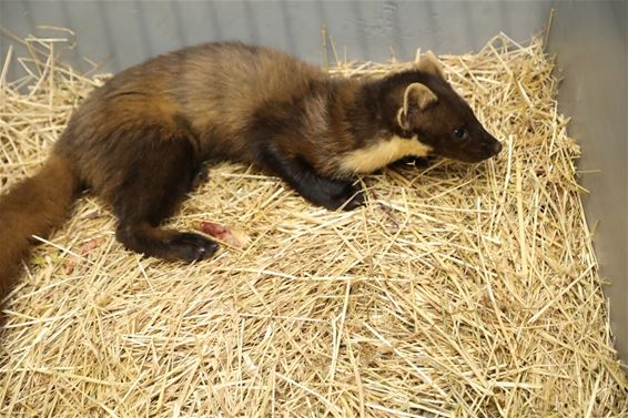 Ongeziene drukte in Natuurhulpcentrum - Oudsbergen