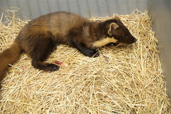 Ongeziene drukte in Natuurhulpcentrum - Oudsbergen