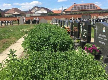 Onkruid op kerkhof Paal - Beringen