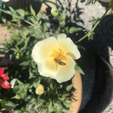 Online lezing over bijen in de tuin - Beringen