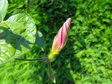 Ontluikende winde bloemknop