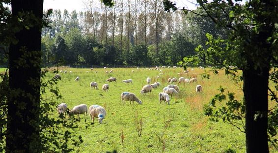 Ontsnapt aan het 'Offerfeest' - Lommel