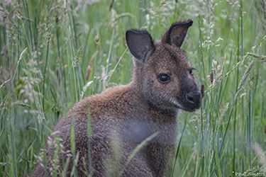 Ontsnapte wallaby is terecht - Hechtel-Eksel & Pelt