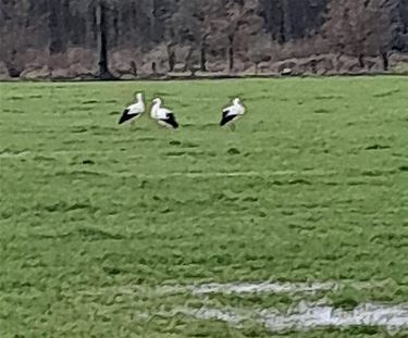 Onverwacht bezoek - Pelt