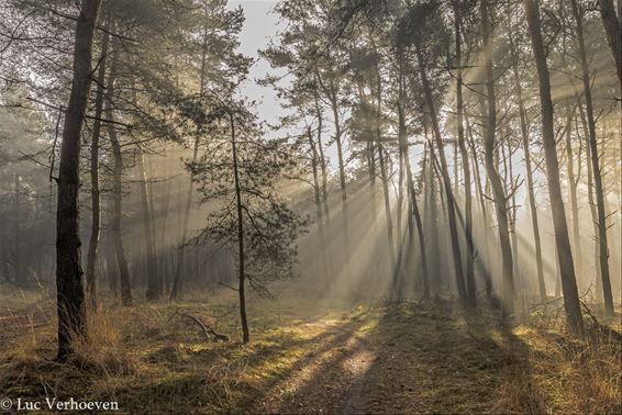 Onze Lommelse bossen - Lommel