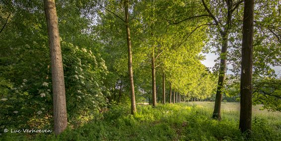 Onze mooie Wateringen - Lommel