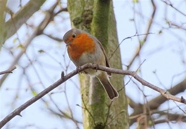 Oog in oog met roodborstje - Peer