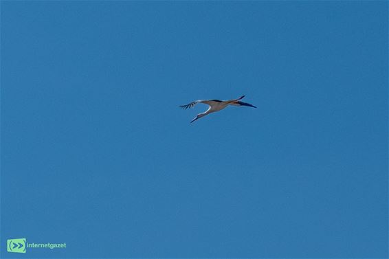 Ooievaar steelt show op burenkijkdag Kleine Brogel - Peer
