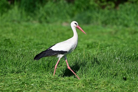 Ooievaar strijkt neer in Wateringstraat - Pelt