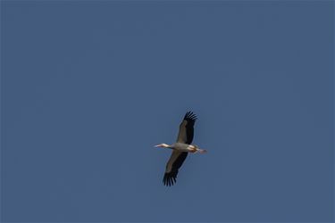 Ooievaars gespot boven Paal - Beringen