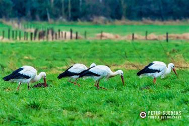 Ooievaars gespot in Meldert - Beringen