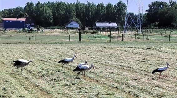 Ooievaars in de wei op de Hees - Bocholt