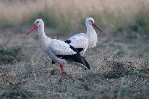 Ooievaars in de Witteringen - Lommel