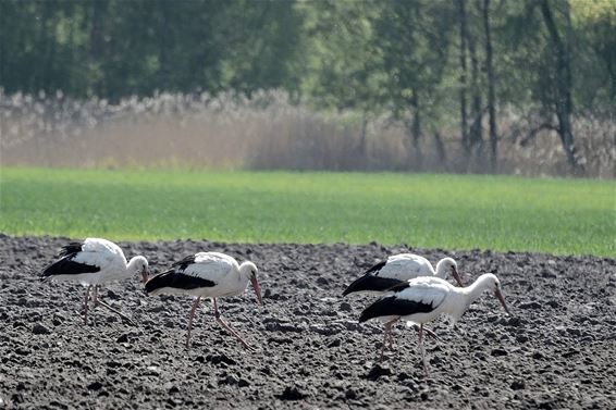 Ooievaars op bezoek - Pelt