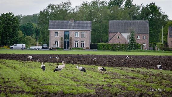 Ooievaars op Grote Heide - Pelt