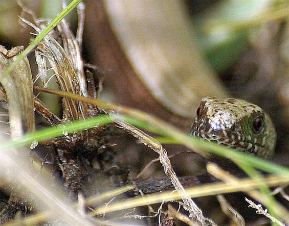 Ooit een hazelworm gezien? - Hamont-Achel