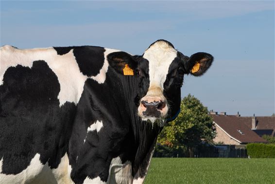 Ook Ans haalt de kaap van 100.000 liter - Pelt