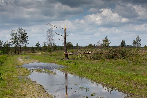 Ook Blekerheide getroffen door stormschade - Lommel