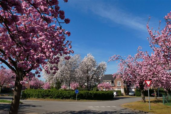 Ook bloesempracht in Beringen - Beringen