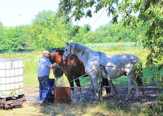 Ook de dieren hebben dorst - Lommel