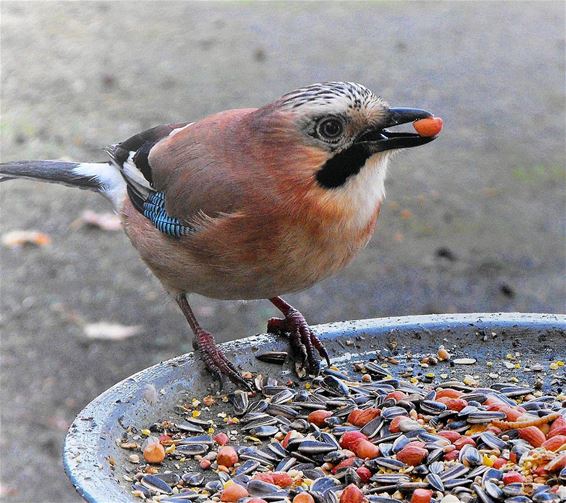 Ook de gaai lust graag een nootje - Hechtel-Eksel