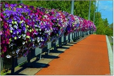 Ook dit jaar weer bloemen op de brug - Neerpelt