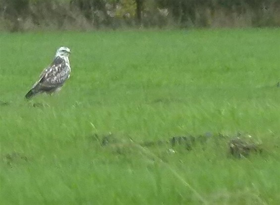 Ook een buizerd kan honger hebben... - Meeuwen-Gruitrode