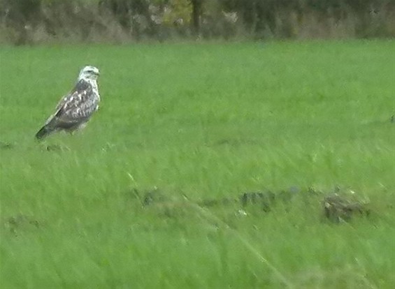 Ook een buizerd kan honger hebben... - Meeuwen-Gruitrode