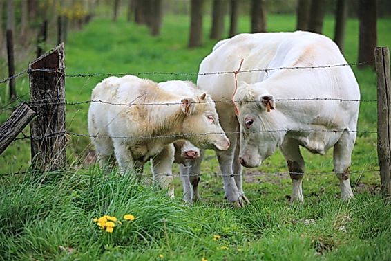 Ook een goeie morgen - Lommel