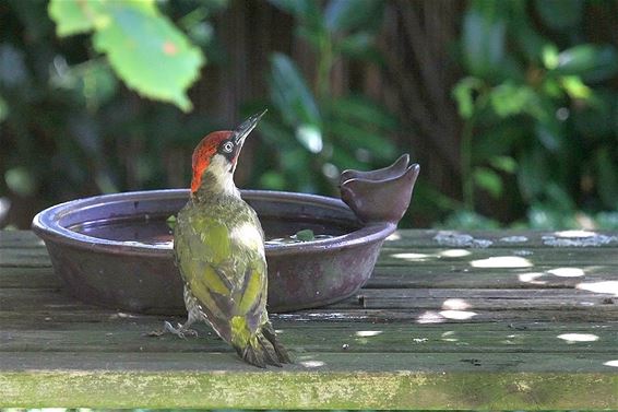 Ook een groene specht heeft dorst - Neerpelt